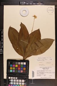 Clintonia borealis image