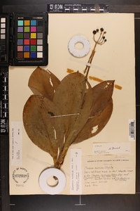 Clintonia borealis image