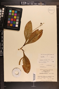 Clintonia borealis image