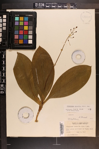 Clintonia borealis image