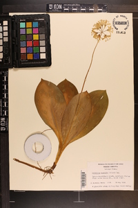 Clintonia borealis image