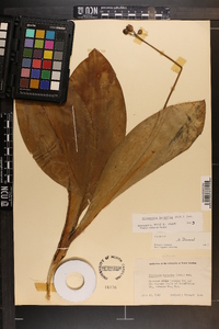 Clintonia borealis image