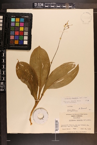 Clintonia borealis image