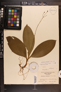 Clintonia borealis image