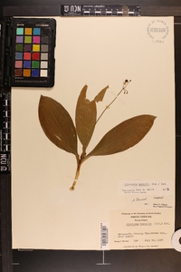 Clintonia borealis image