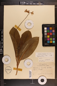 Clintonia borealis image