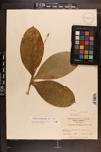 Clintonia borealis image