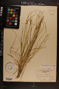 Carex atlantica subsp. atlantica image