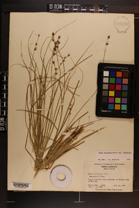 Carex atlantica subsp. atlantica image