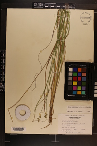 Carex atlantica subsp. atlantica image