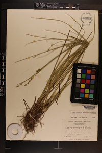 Carex atlantica subsp. atlantica image