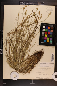 Carex atlantica subsp. atlantica image