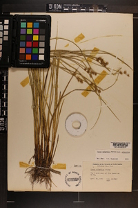 Carex atlantica subsp. atlantica image