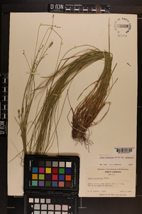 Carex atlantica subsp. atlantica image