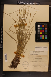 Carex atlantica subsp. atlantica image