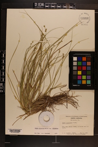 Carex atlantica subsp. atlantica image
