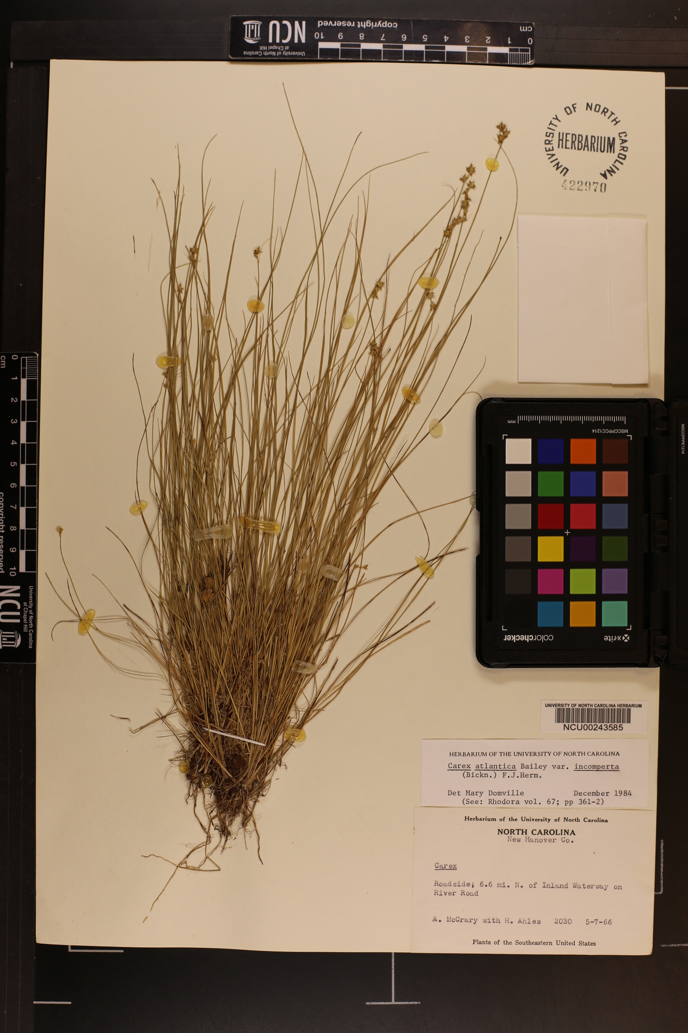 Carex atlantica var. incomperta image