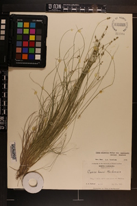 Carex atlantica subsp. capillacea image