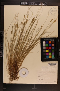 Carex atlantica subsp. capillacea image