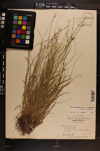 Carex atlantica subsp. capillacea image