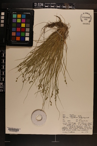 Carex atlantica subsp. capillacea image