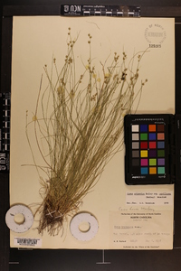 Carex atlantica subsp. capillacea image