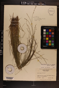 Carex atlantica subsp. capillacea image