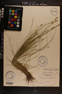 Carex atlantica subsp. capillacea image