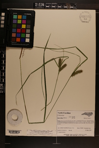 Carex baileyi image