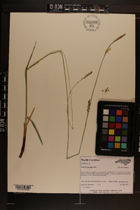 Carex biltmoreana image