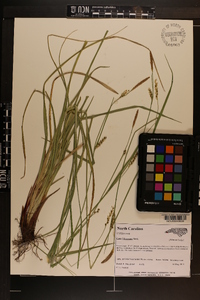 Carex biltmoreana image