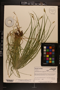 Carex bromoides image