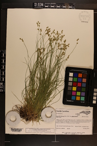 Carex brunnescens var. sphaerostachya image