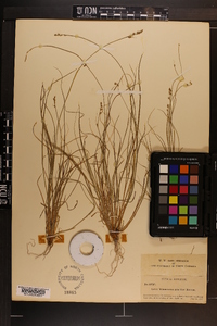 Carex brunnescens subsp. sphaerostachya image
