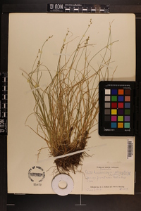 Carex brunnescens var. sphaerostachya image