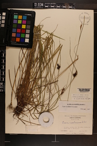 Carex caroliniana image