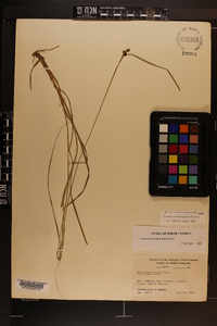 Carex caroliniana image