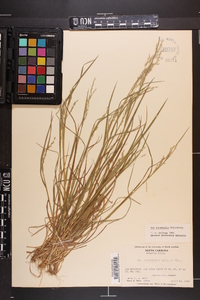 Poa autumnalis image