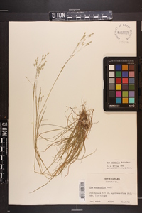 Poa autumnalis image