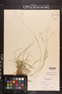 Poa autumnalis image