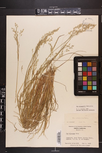 Poa autumnalis image