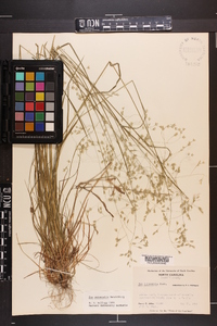 Poa autumnalis image