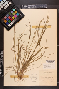 Poa autumnalis image