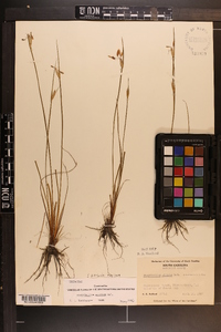 Sisyrinchium albidum image