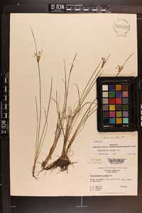 Sisyrinchium albidum image