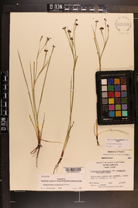 Sisyrinchium atlanticum image