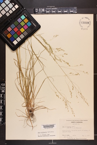 Poa autumnalis image