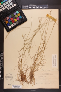 Poa autumnalis image