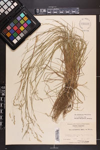 Poa autumnalis image