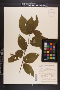 Betula alleghaniensis image